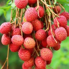 Litchi